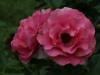 romanze-190