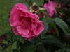 romanze-191