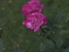 rosa-chinensis-1759r-994