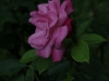 rosa-chinensis-1759r-995