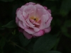 rosa-chinensis-1759r