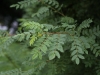 rosa-ecae-107