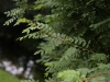 rosa-ecae-108