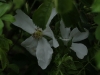 rosa-x-pauli