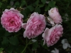 rosarium-glucksburg-1490