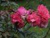 rosenresli-053