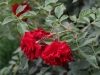 rotelfe-1380
