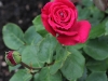 roter-star-014