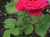 roter-star-015