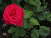 roter-star-016