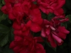 rotilia-aa