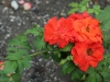 rusticana-a