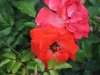 rusticana