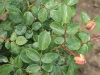 sangerhausen-jubileamsrose-023