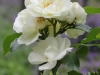 schneeflocke-960