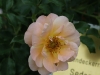 sedana
