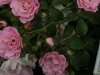 sommermelodie-1499