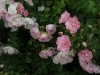 sommermelodie-1500