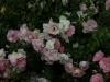 sommermelodie-1501