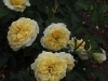 sunlight-romatica-1401