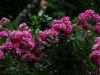 super-dorothy-1005