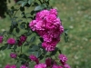 super-dorothy1006