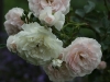 swany-934