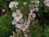 sweet-haze-1377