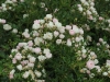 sweet-meidiland-1354
