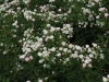 sweet-meidiland-1355