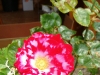 coccinelle-a