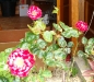 coccinelle1a