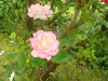 haendel1a