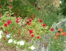 isle-de-france2a