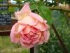 mme-leonie-viennot-a