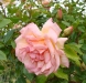 mme-leonie-viennot2a