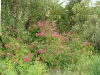 roze