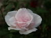 elizabeth-casson4