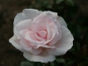 elizabeth-casson5
