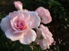 elizabeth-casson7
