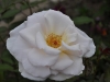 elizabeth-casson8