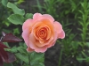rosemary-harkness