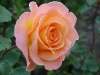 rosemary-harkness2