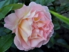 rosemary-harkness3