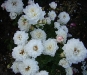 snow-cap