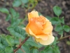 garden-glory-1052