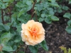 garden-glory-1053