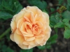 garden-glory-176
