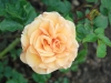 garden-glory-177