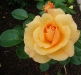 garden-glory